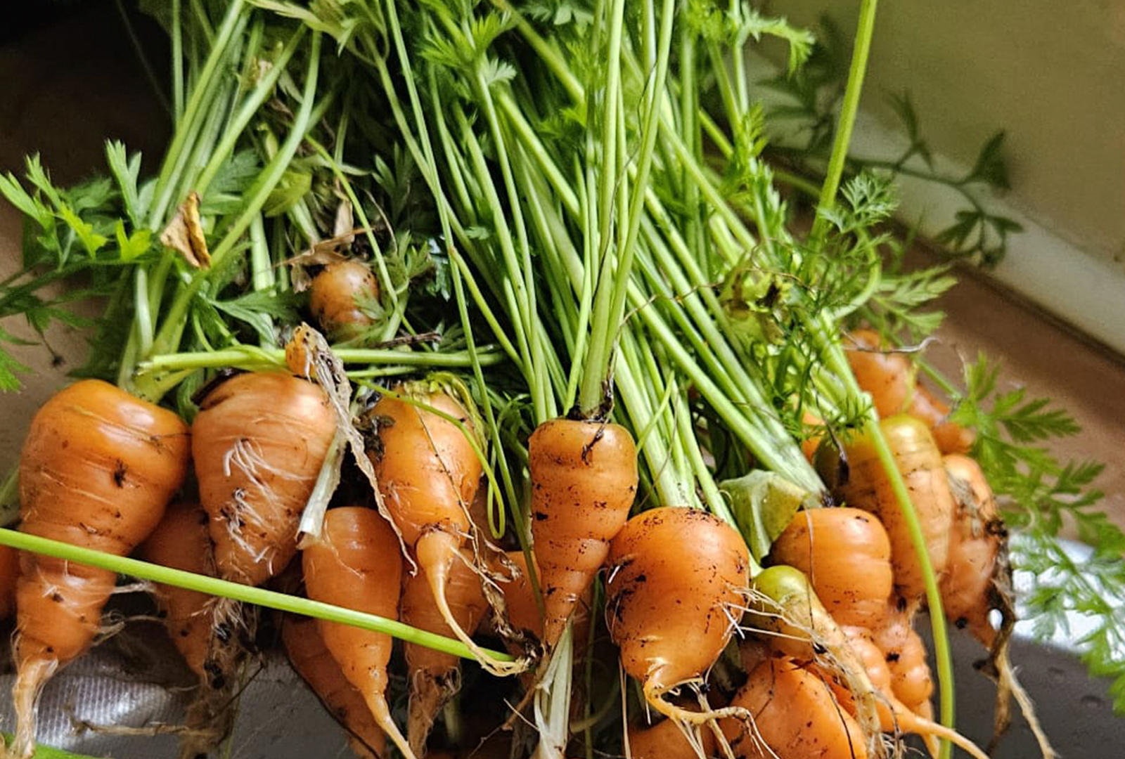 Picture of pile of home grown carrots