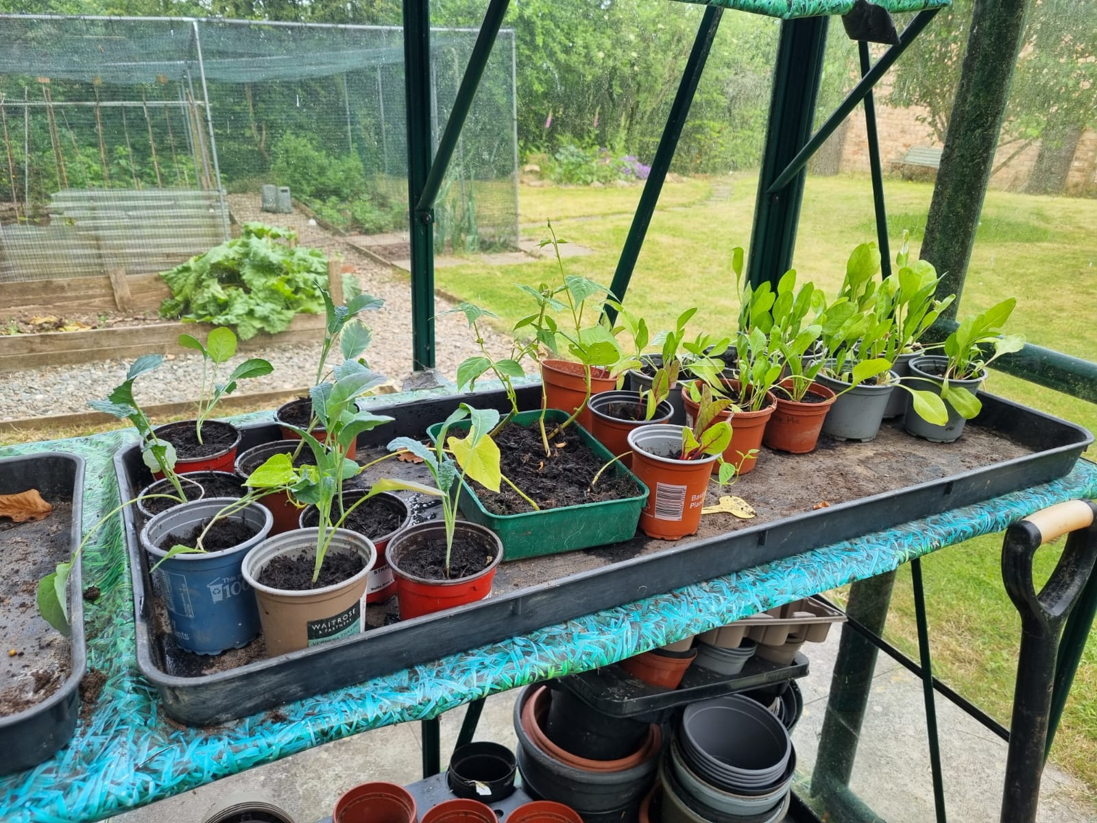 Photo of inside a greenhouse with lots of individual plant pots with vegetables growing in them. 